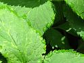 2010-06-12, Uttewalder Grund (10)